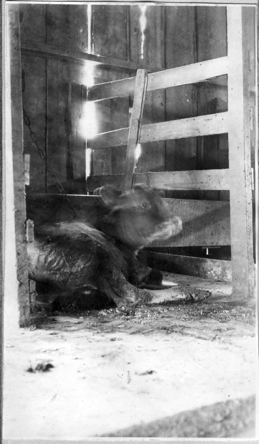 168~J. A. Langdon Sick Calf in Barn.jpg